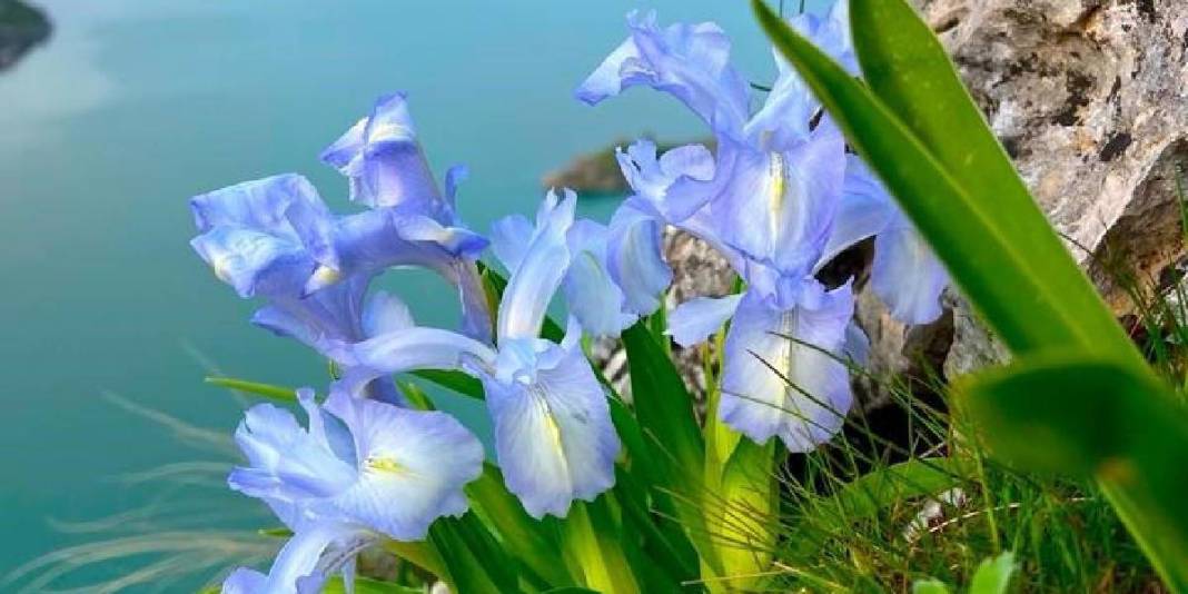 ‘Ayı Nevruzuyla’ Gerger kayaları rengarenk oldu! 3